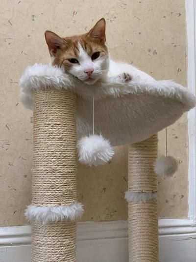 A white and orange cat relaxing in an ivory cat tree, complete with two scratching posts and two fluffy pom-poms to play with.