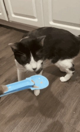 A cat eagerly licking a treat dispensed with the spoon
