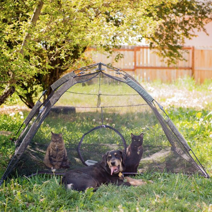 two cats lounging inside the tent beside a dog standing outside