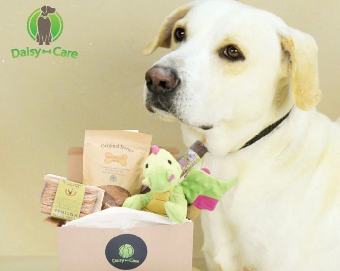 A Labrador sitting next to a box filled with toys and treats