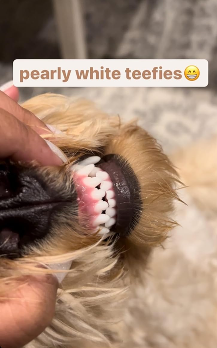 A close-up of a dog's mouth being opened to display its clean teeth, with a human hand holding it open.