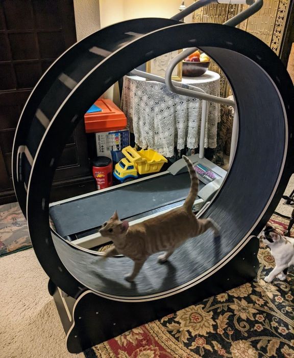 A cat running on a wheel-shaped treadmill while another cat watches from the side, in a home environment. Ideal for energetic pets