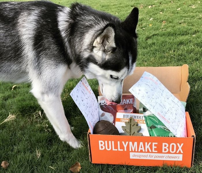 A husky eagerly sniffing through a box of dog toys