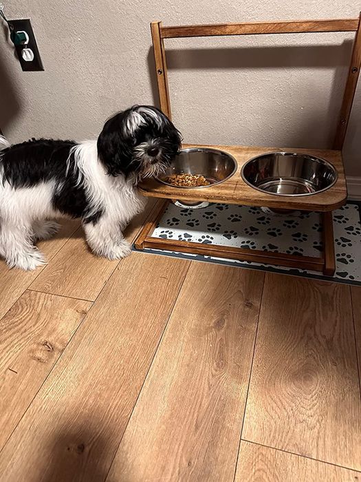a small dog using the feeder set to its lowest height setting