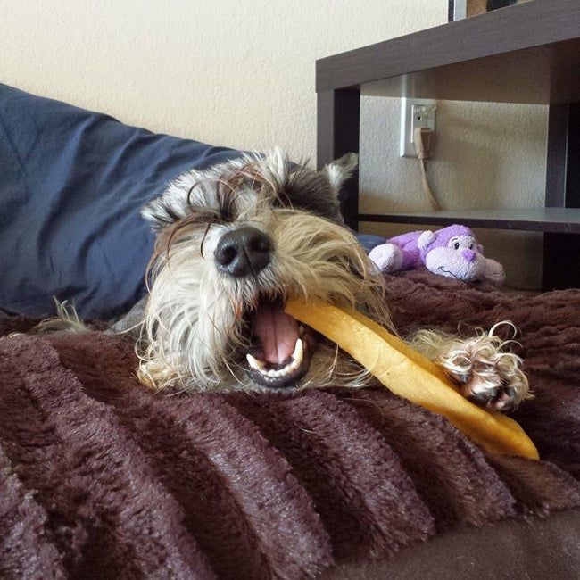 A dog happily chewing on a yak chew stick