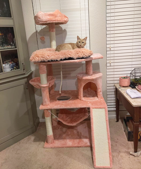 A cat relaxing atop a pink multi-level cat tree, complete with several platforms and cozy cubby holes.
