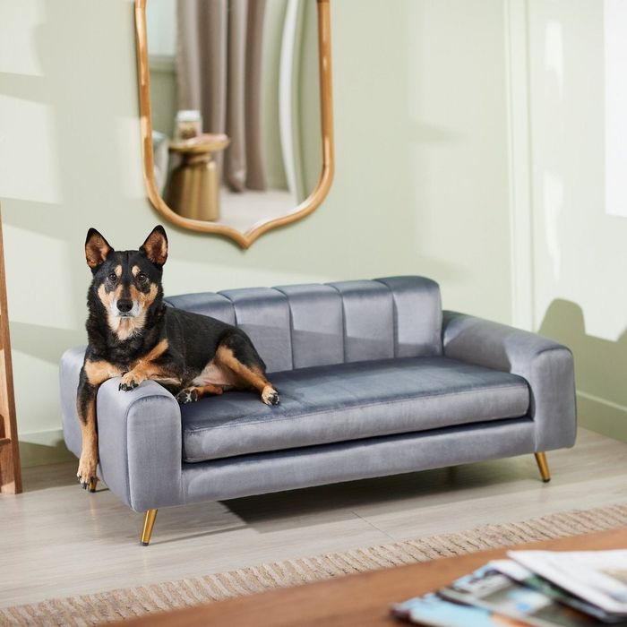 A dog relaxing on a modern gray sofa in a chic living room