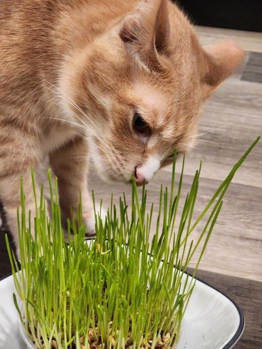 A cat curiously sniffing a bowl of fresh cat grass placed on a wooden surface