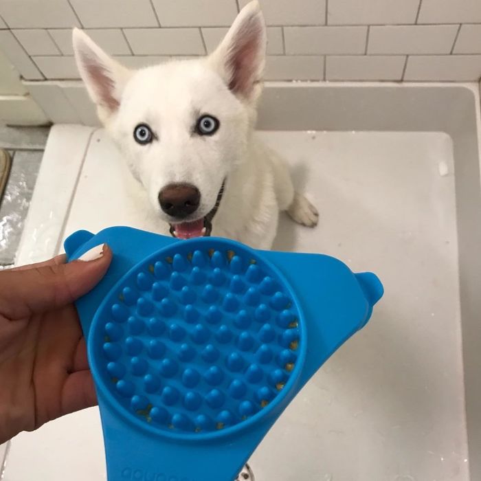 a review photo showing their dog staring at the Slow Treater eagerly