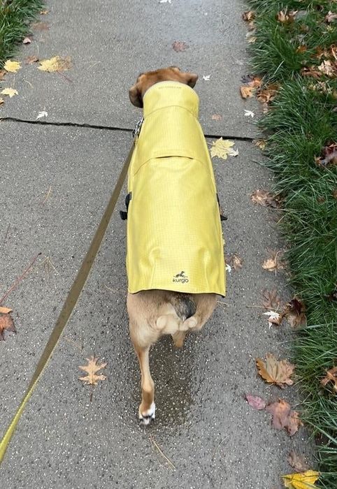 Dog strolling down a sidewalk, wearing a raincoat with scattered fallen leaves on the ground
