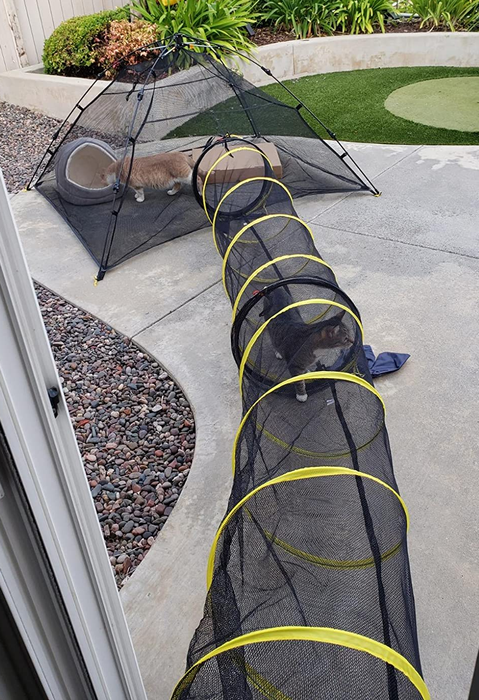 a cat strolling through a mesh tunnel, while another cat relaxes in the tent