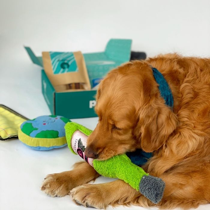 A dog chewing on a durable bottle-shaped toy from the box