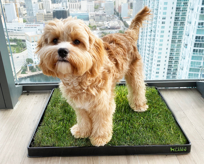 A dog standing on a patch of grass placed inside a plastic tray that reads