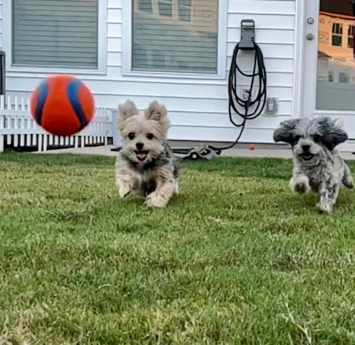 Two small dogs having a blast playing with a ball on a lush green lawn