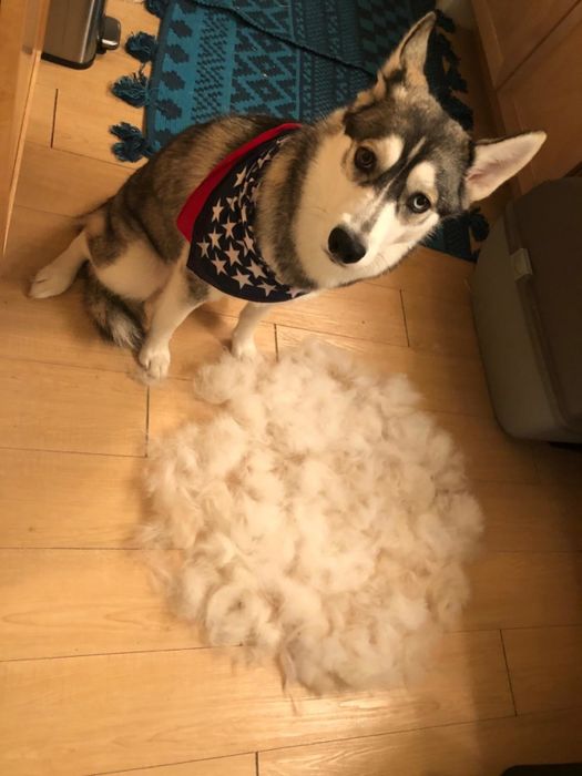 A dog sitting next to a large pile of fur that was brushed out of their coat