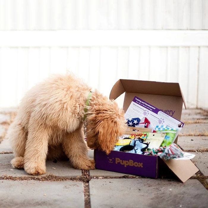 A dog curiously sniffing the treats inside the subscription box