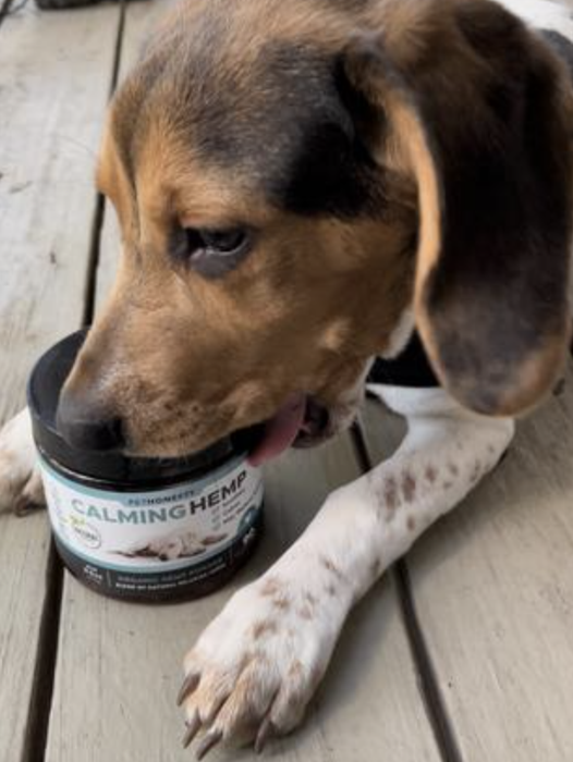 A beagle happily licking the jar of hemp chews
