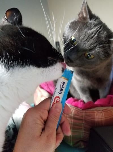 Two cats enjoy licking from a hand-held tube of Inaba Churu cat treat. The cat on the left is black and white, while the one on the right is gray.