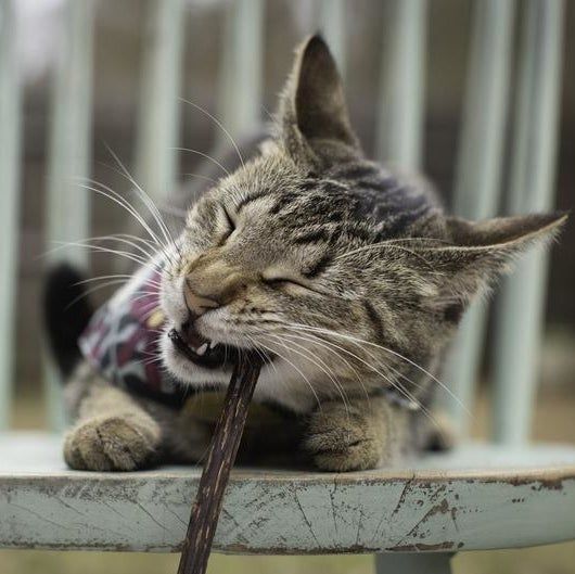 A cat enjoying chewing on the matatabi chew stick