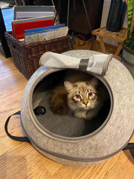 A cat snuggled inside a gray, portable pet bed