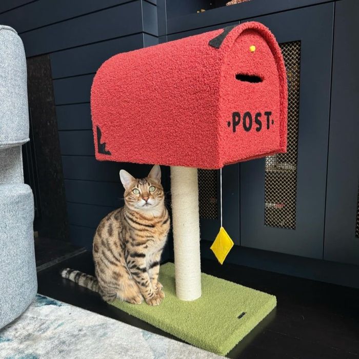 A Bengal cat relaxes next to a one-of-a-kind mailbox-shaped cat house with a scratching post base. Ideal for pet-friendly homes.