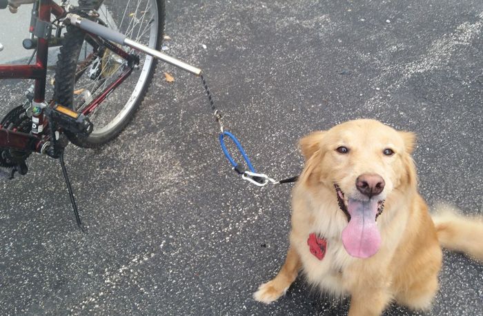 A dog’s collar attached to the leash mount positioned slightly above the rear wheel of the bike.