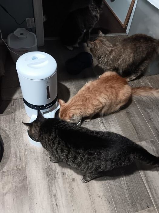 Three cats munching from a bowl next to an automatic feeder on a wooden floor