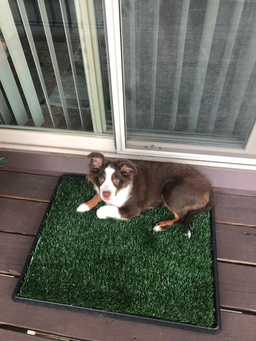 Reviewer’s photo of a dog happily using the artificial lawn mat