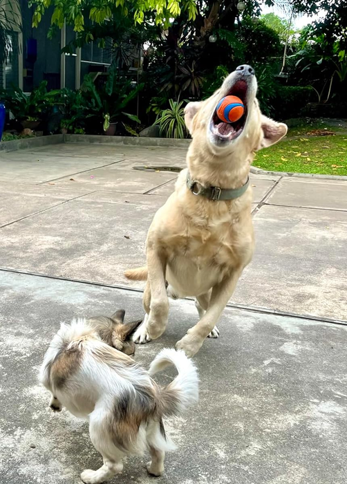 A Golden Retriever catches a ball mid-air, with two other dogs watching from the front yard of a home