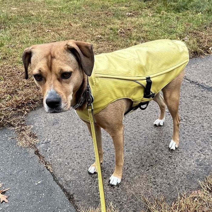 A dog in a yellow vest standing on a sidewalk next to grass, looking ahead attentively