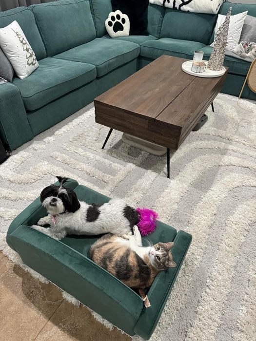 A dog and a cat relaxing together on an ottoman in a cozy living room, surrounded by a sectional sofa and a rug