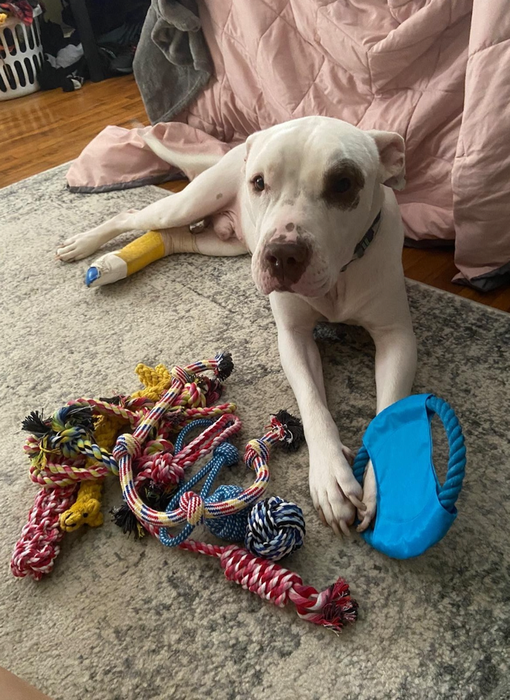 A reviewer’s dog surrounded by various dog toys scattered on the floor