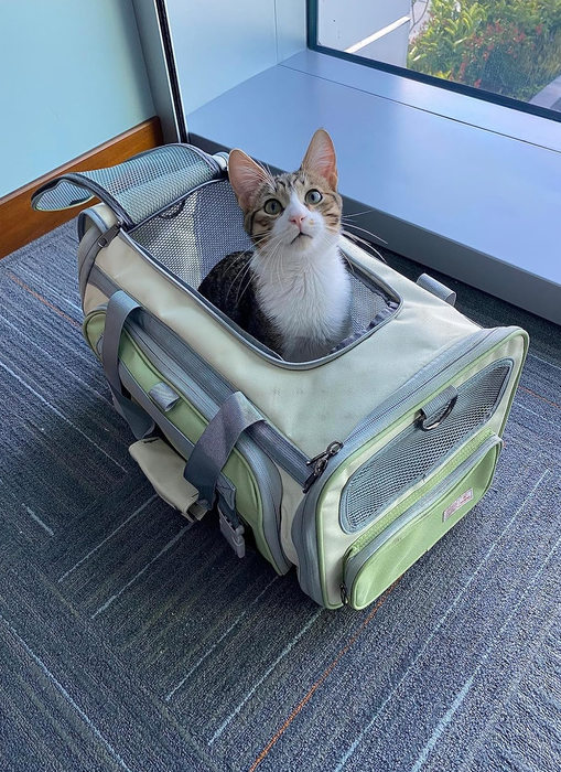 A cat sitting comfortably inside the green pet carrier