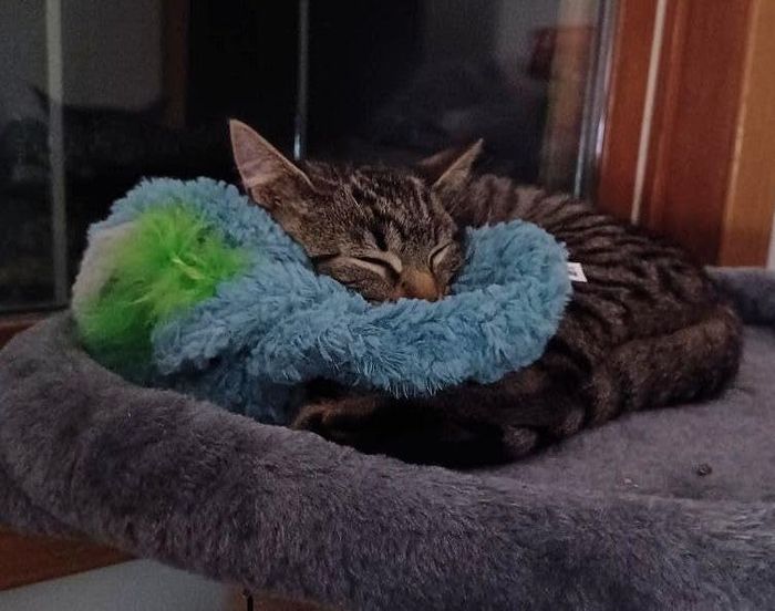 A reviewer’s cat snoozing on a perch, resting its head on a cozy blue fuzzy toy