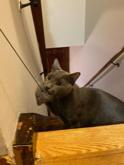 A cat perches on a staircase, gazing upward with a mouse toy clutched in its mouth.