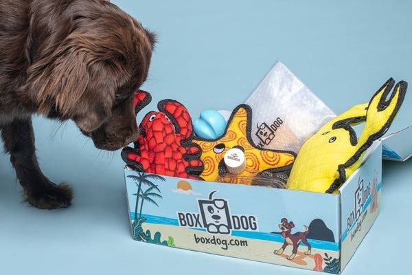 A dog sitting beside a subscription box filled with vibrant toys