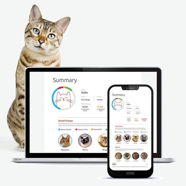 The test results displaying the possible breed categories a cat could belong to.