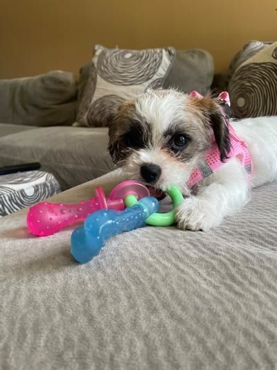 A dog enjoying the chew toy