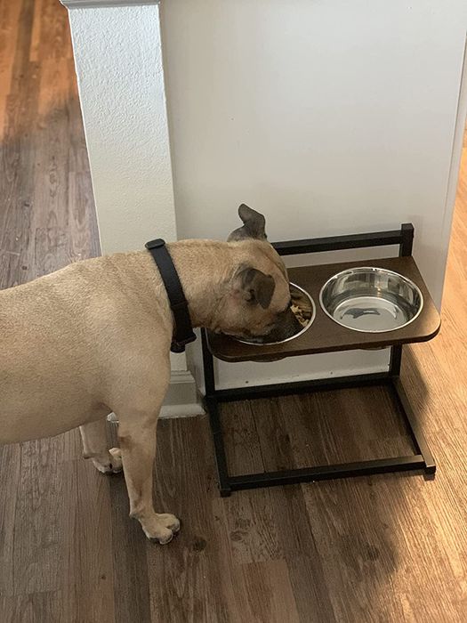 a large dog using the feeder set to its highest height setting