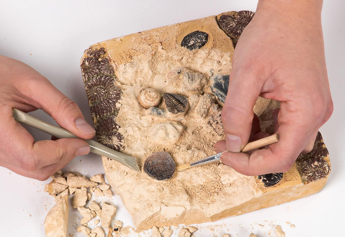 Hands carefully uncovering shells and fossils embedded in a rock-like substance using excavation tools