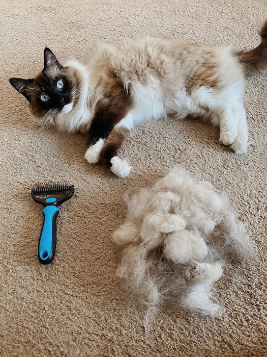 Another reviewer’s ragdoll cat sitting next to a blue grooming rake and a pile of hair.