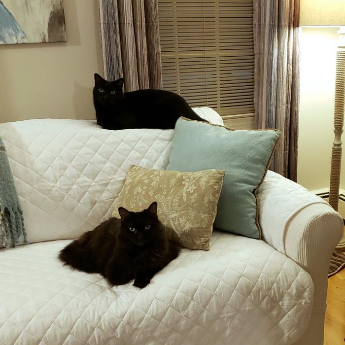 Another reviewer's photo showing a white cover on a cream-colored couch with two black cats sitting on it.