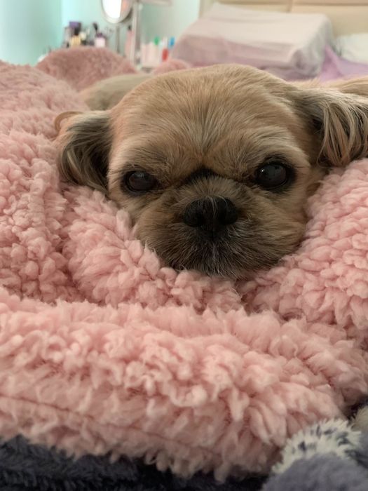 a Shih Tzu curled up in a soft pink blanket
