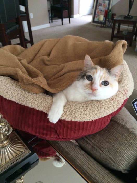 Reviewer photo showing their white cat sitting comfortably under a blanket on the bed