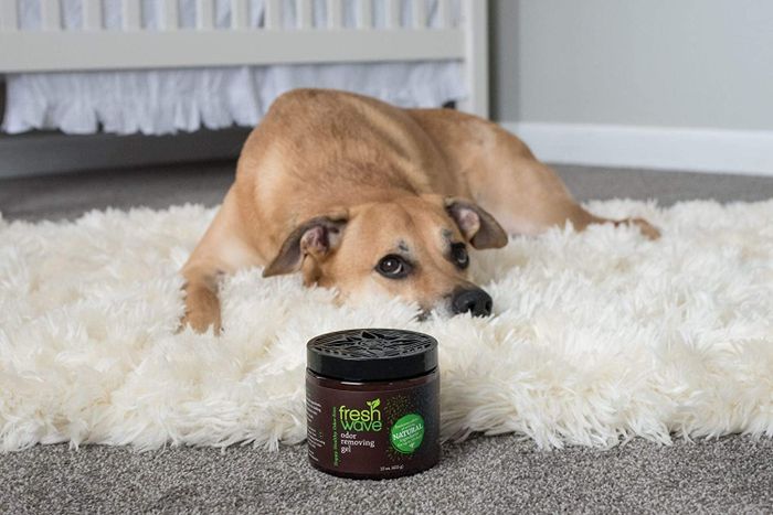 A dog sitting on the floor next to a jar of odor-removing gel
