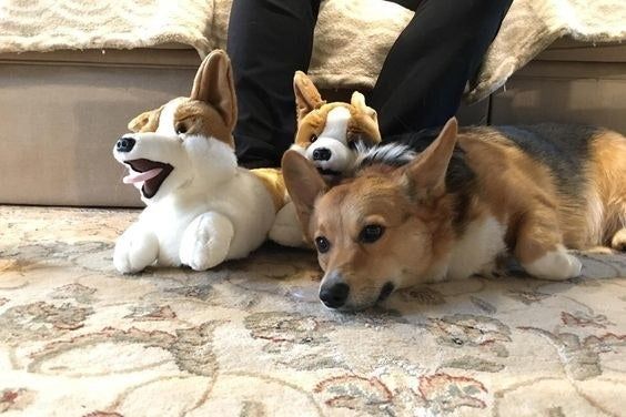A reviewer enjoying the slippers while their real-life Corgi relaxes at their feet