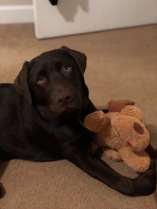 The same lab, now grown up, still with the same toy