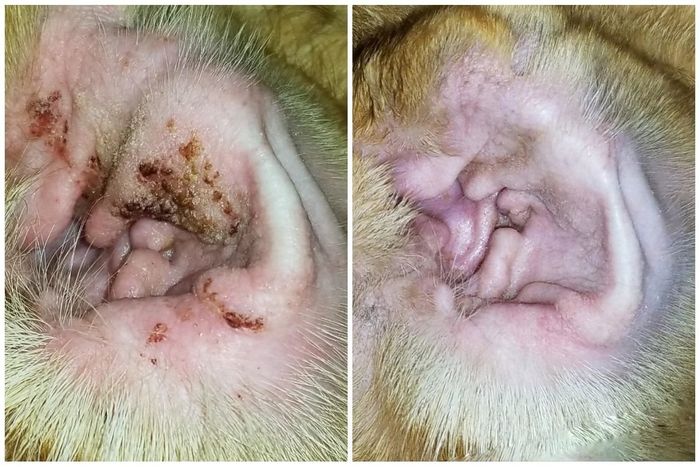 Reviewer’s before-and-after photo showing how the treatment removed all the brown crustiness from their dog’s ears