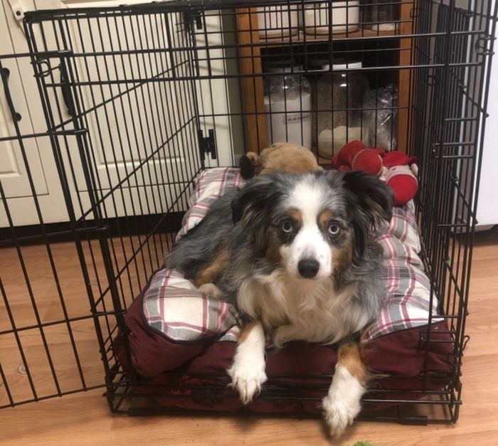 A dog relaxing on their dog bed inside the crate