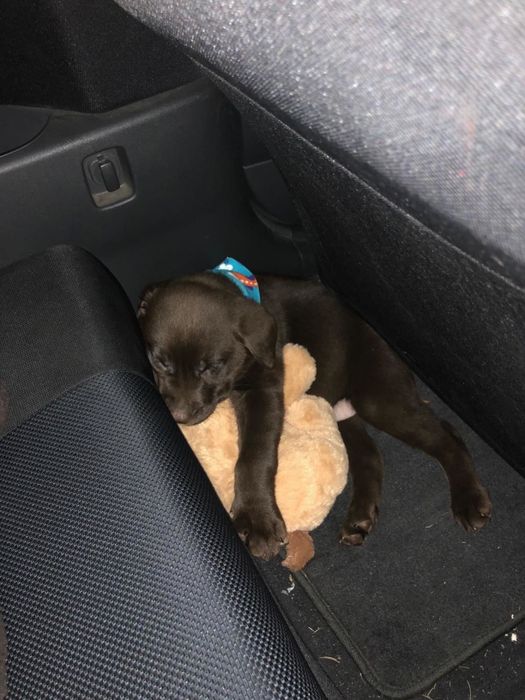 Reviewer photo of their chocolate lab puppy snuggling with the toy
